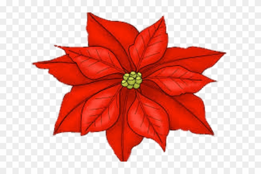 Poinsettia Flower Illustration - Festive Red Holiday Bloom