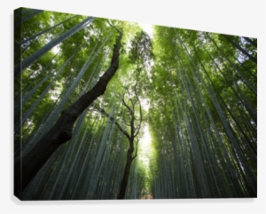 Serene Bamboo Forest Photography - Natural Light & Tranquility