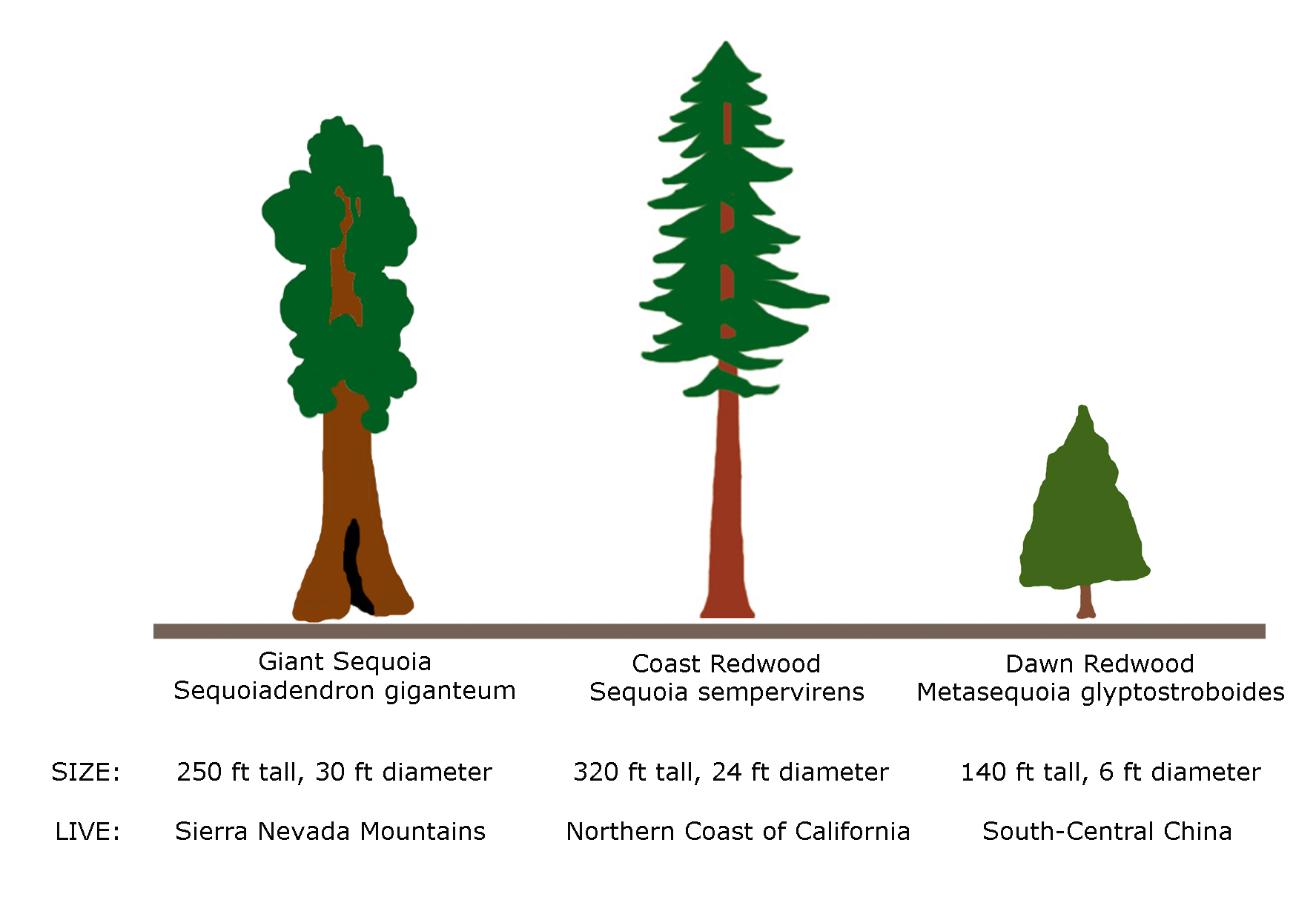 Сравнение по высоте в средней. Секвойя высота сравнение. Секвойя по сравнению с другими деревьями. Секвойя и сосна сравнение. Сравнение деревьев по высоте.