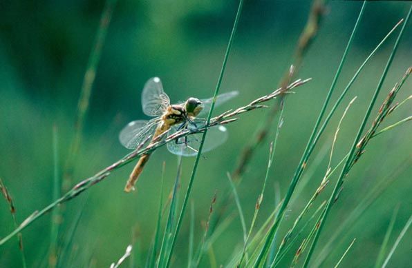 A golden dragonfly perches delicately on a slender grass stem against a soft green blurred background.