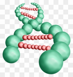 3D illustration of a green DNA double helix with red nucleotide bases, showing molecular structure on transparent background.