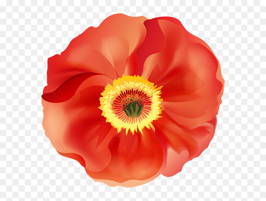 Vibrant red poppy flower with yellow center and soft gradient petals on transparent background.