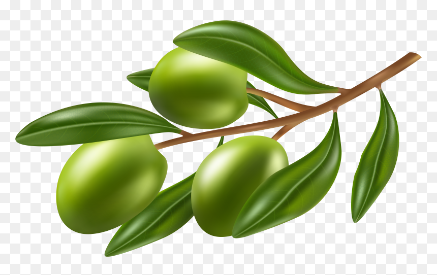 A realistic branch of green olives with glossy leaves on a transparent background.