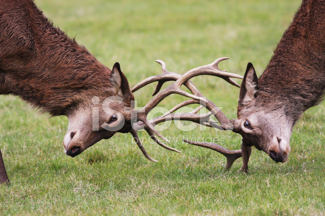 Two red deer stags locking antlers in a grassy field during rutting season.