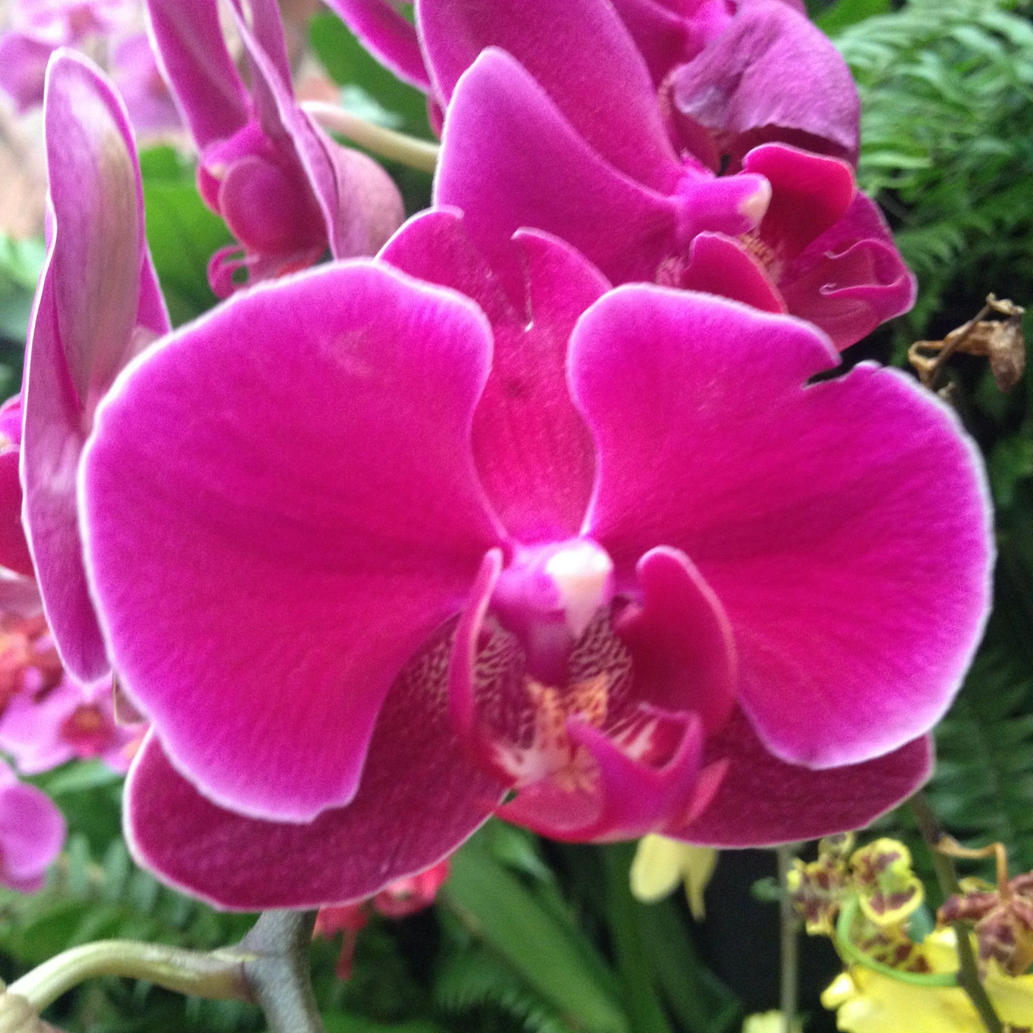 Vibrant magenta Phalaenopsis orchid in full bloom with velvety petals and intricate lip pattern, set against lush green foliage.