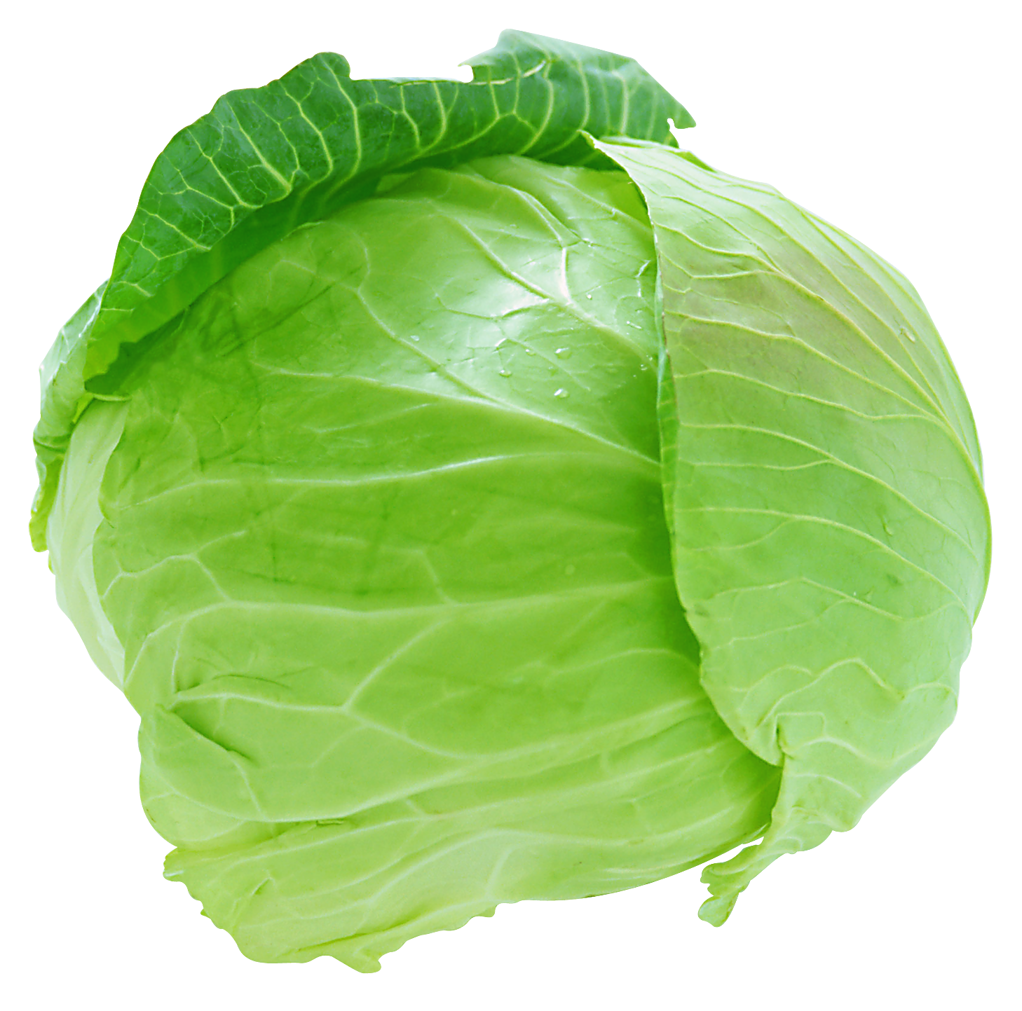 Fresh Green Cabbage - Crisp, Nutritious & Versatile Vegetable