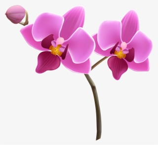 Vibrant pink orchid with yellow center and green stem, blooming elegantly against white background.