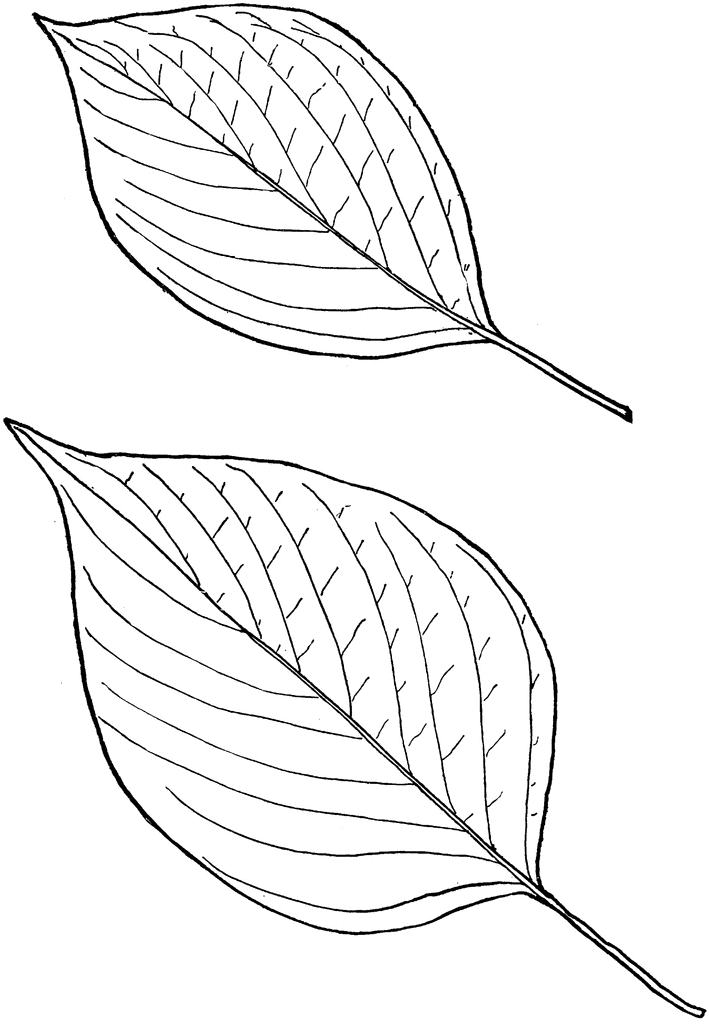 Black-and-white line drawing of two detailed leaf illustrations showing venation and shape.