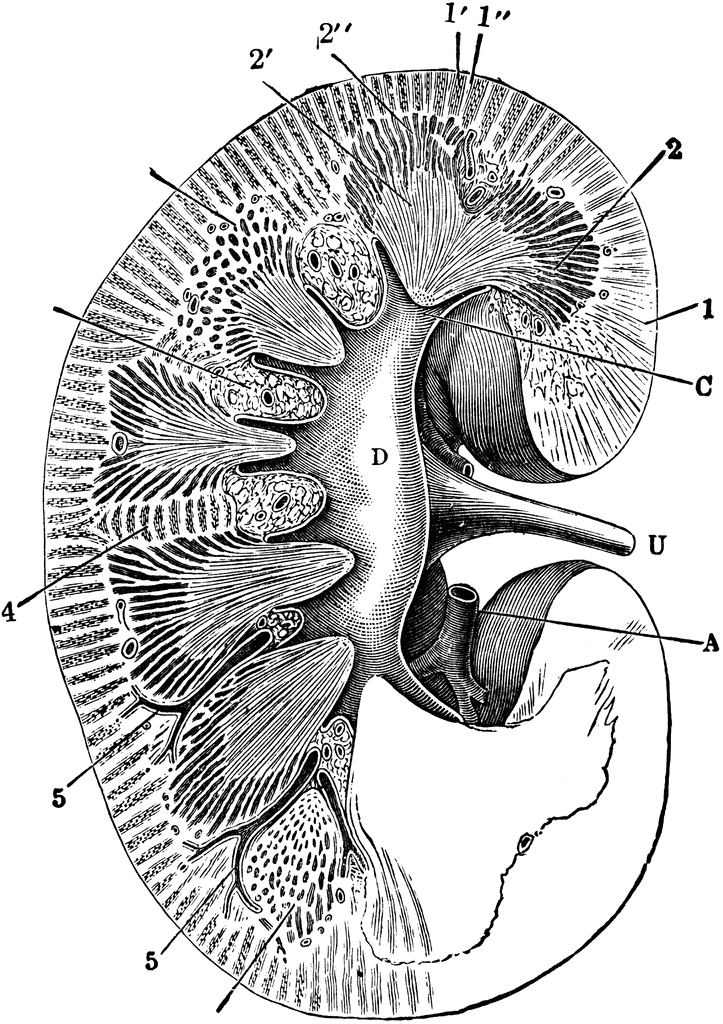 Anatomical illustration of a human kidney cross-section showing cortex, medulla, calyces, renal pelvis, and ureter.