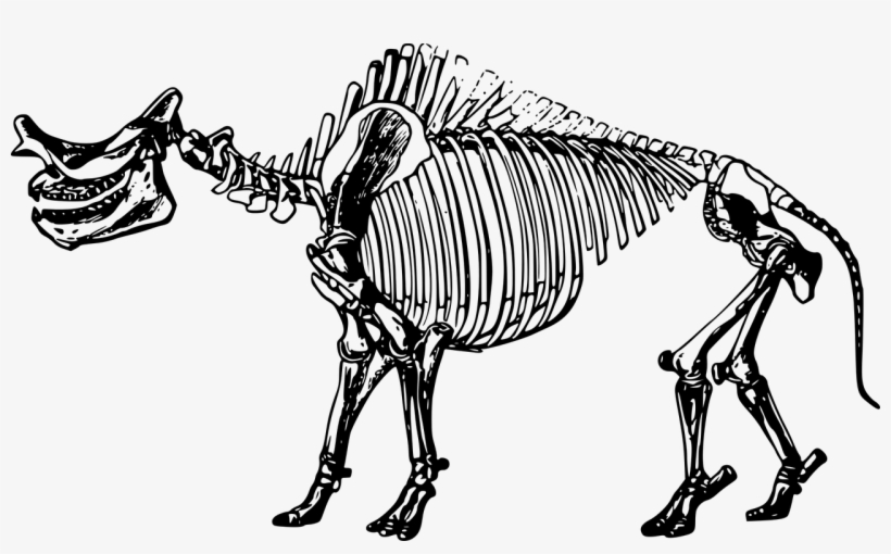 Skeletal illustration of a prehistoric mammal with elongated snout and prominent teeth, likely a uintatherium or similar extinct herbivore.