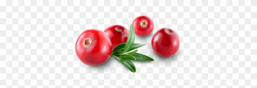 Fresh, glossy red cranberries with green leaves on a transparent background.