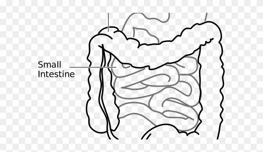 small intestines - Clip Art Library