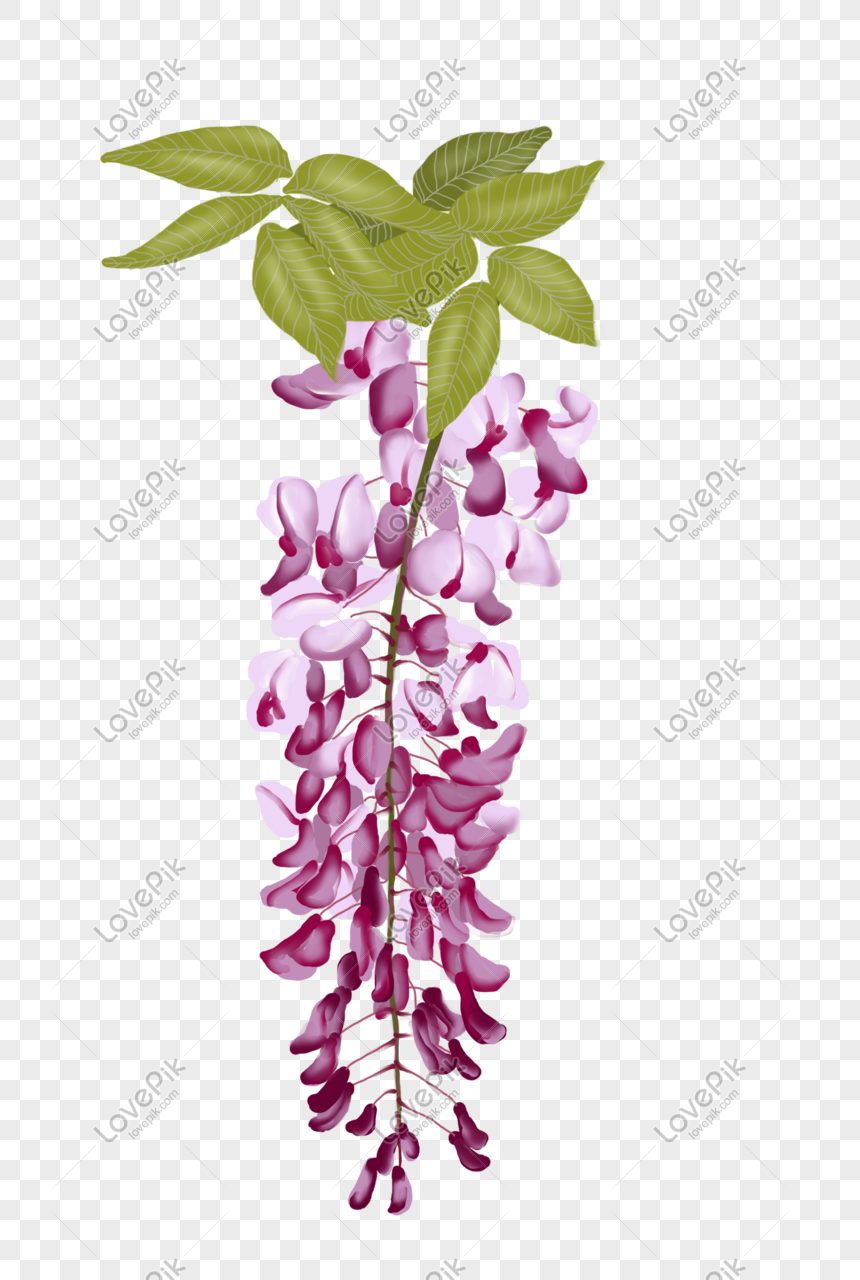 Wisteria Flower Illustration - Free PNG Download for Design & Decor