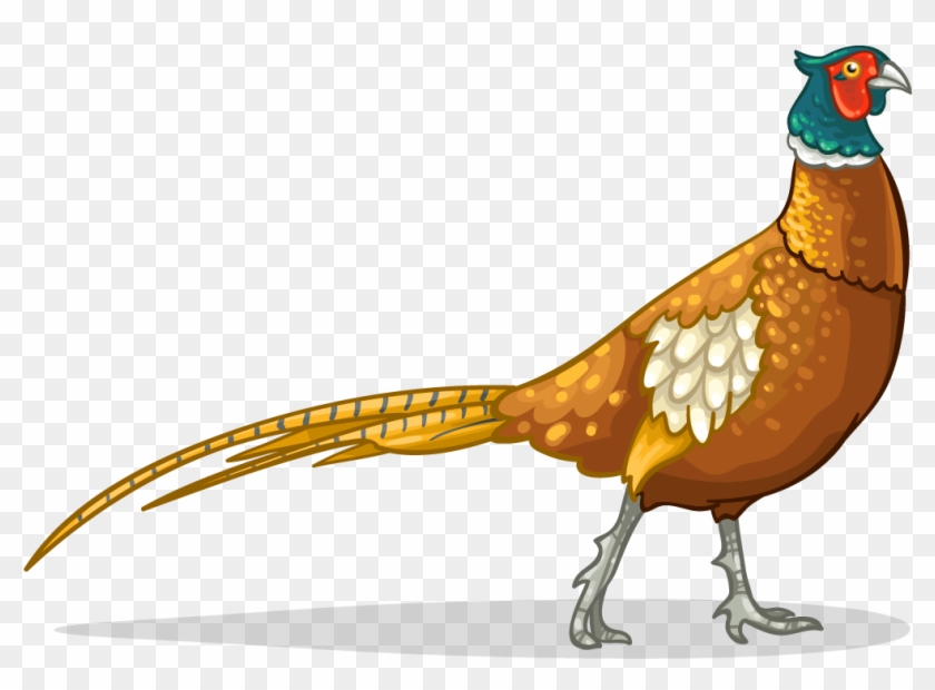 Pheasant transparent background PNG cliparts free download | HiClipart