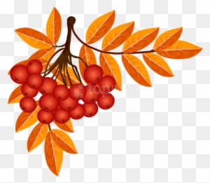 A cluster of bright red rowan berries with orange autumn leaves on a branch against a transparent background.