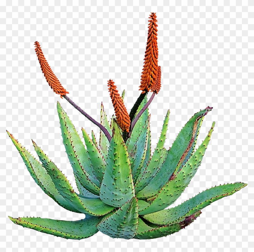 A vibrant green aloe vera plant with spiky leaves and tall orange flower spikes against a transparent background.