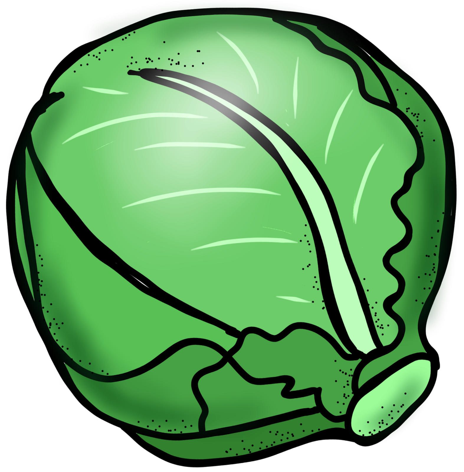 Fresh Green Cabbage Illustration | High-Quality Vegetable Graphic