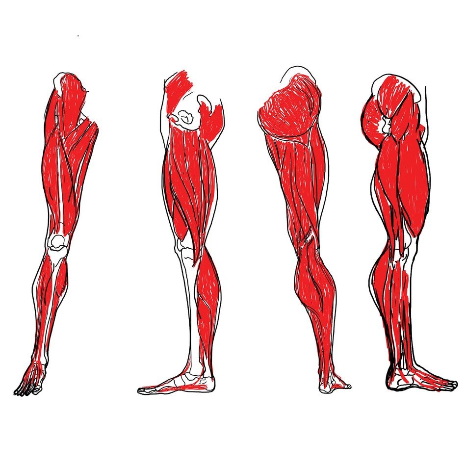 quad muscles - Clip Art Library