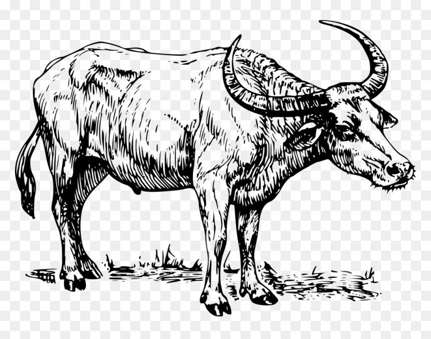 Black-and-white line drawing of a buffalo with large curved horns standing on grassy ground.