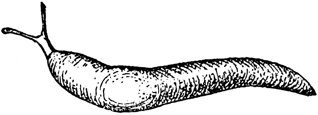 Detailed black-and-white line drawing of a terrestrial slug showing head tentacles, mantle, and textured body.