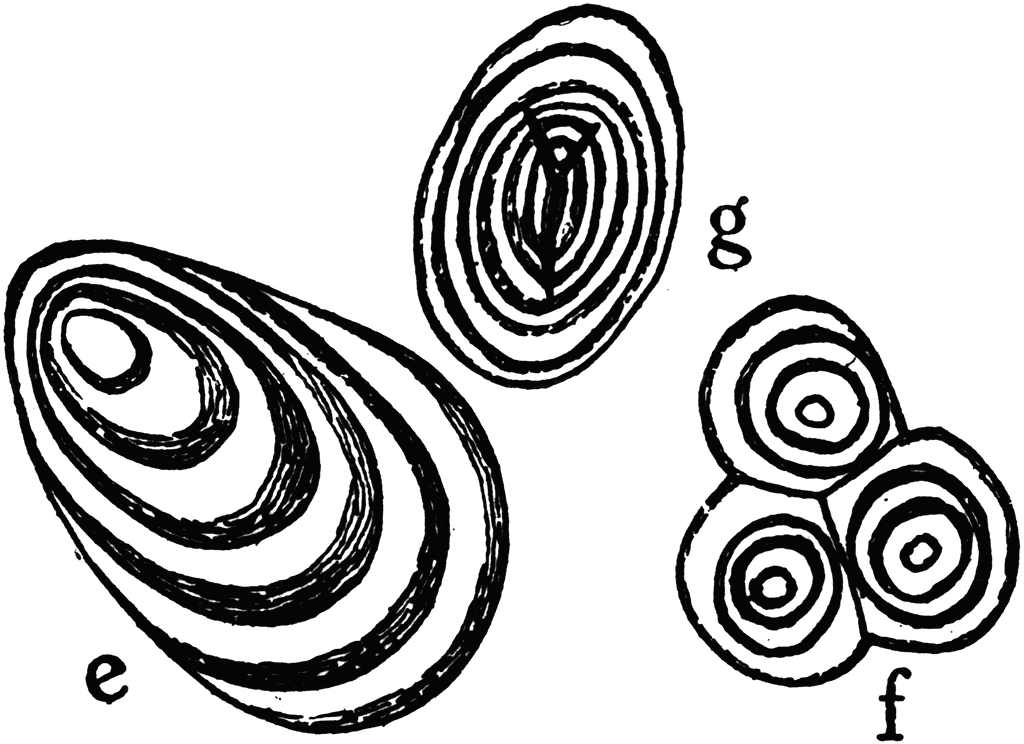 Black-and-white line drawings of concentric oval and circular patterns labeled e, f, and g, resembling geological or botanical cross-sections.
