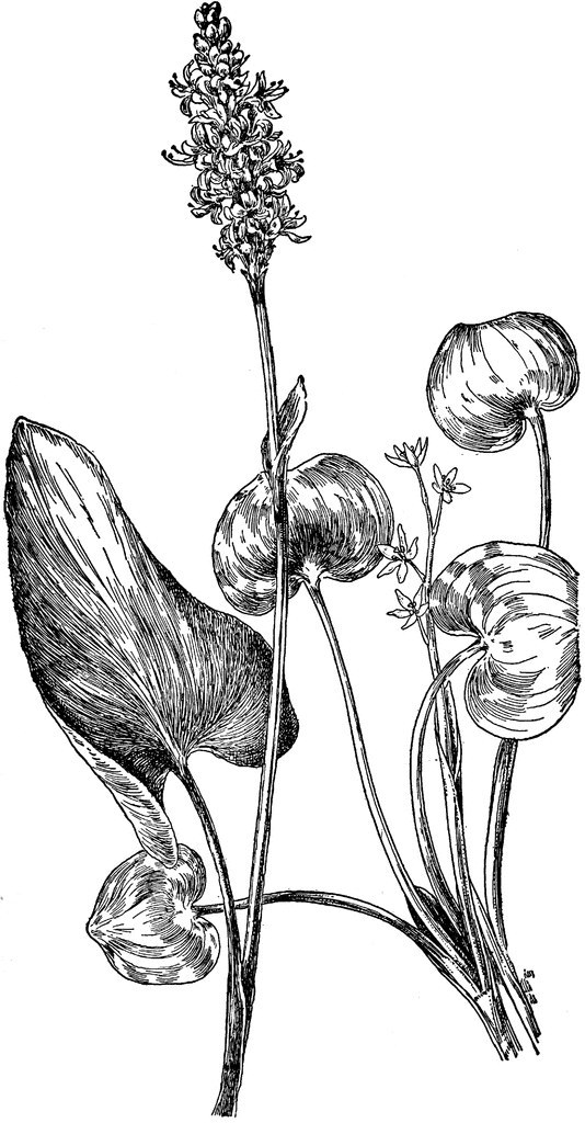 Botanical illustration of a flowering aquatic plant with large leaves and spike-like inflorescence, likely a species of Pontederia or Sagittaria.