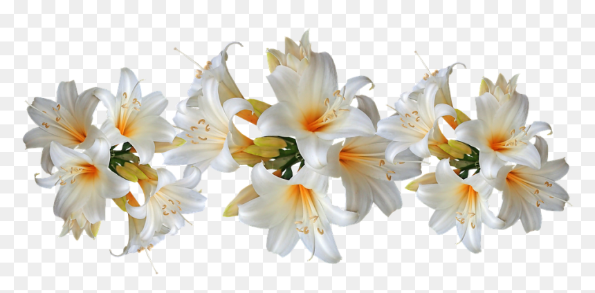 Easter Lilies With Transparent Background Clipart Easter - Easter ...
