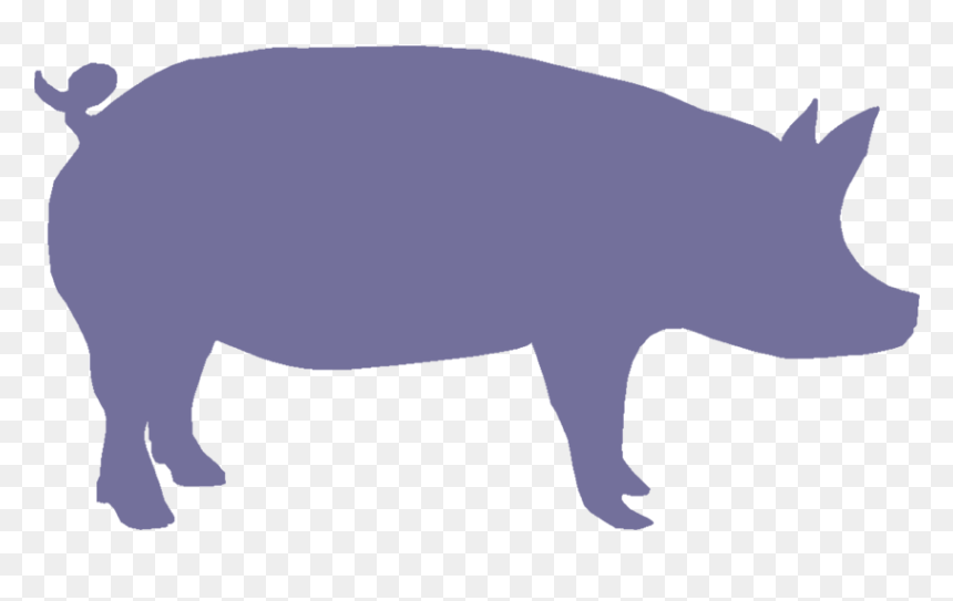 Purple silhouette of a standing pig in profile view on transparent background.