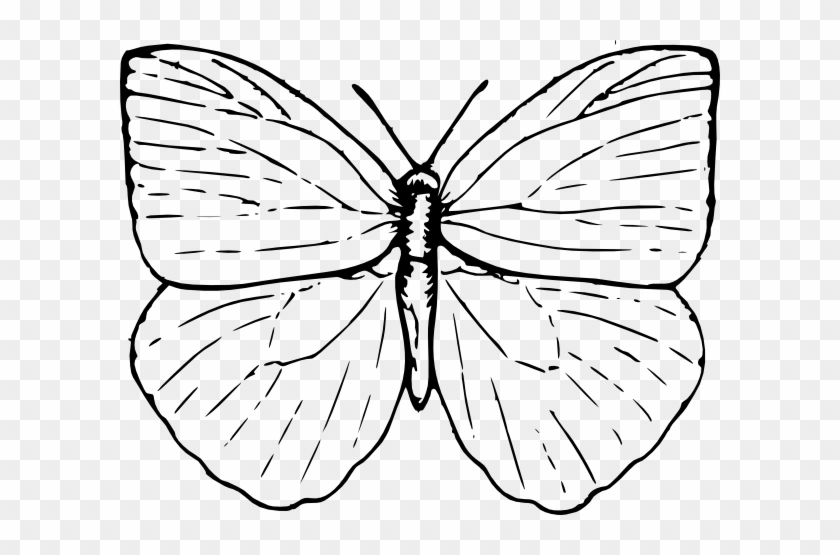Butterfly Line Art Illustration - Free Download & Usage