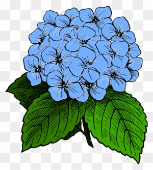 A vibrant blue hydrangea flower cluster with detailed petals and dark green leaves, illustrated in a clean line-art style.