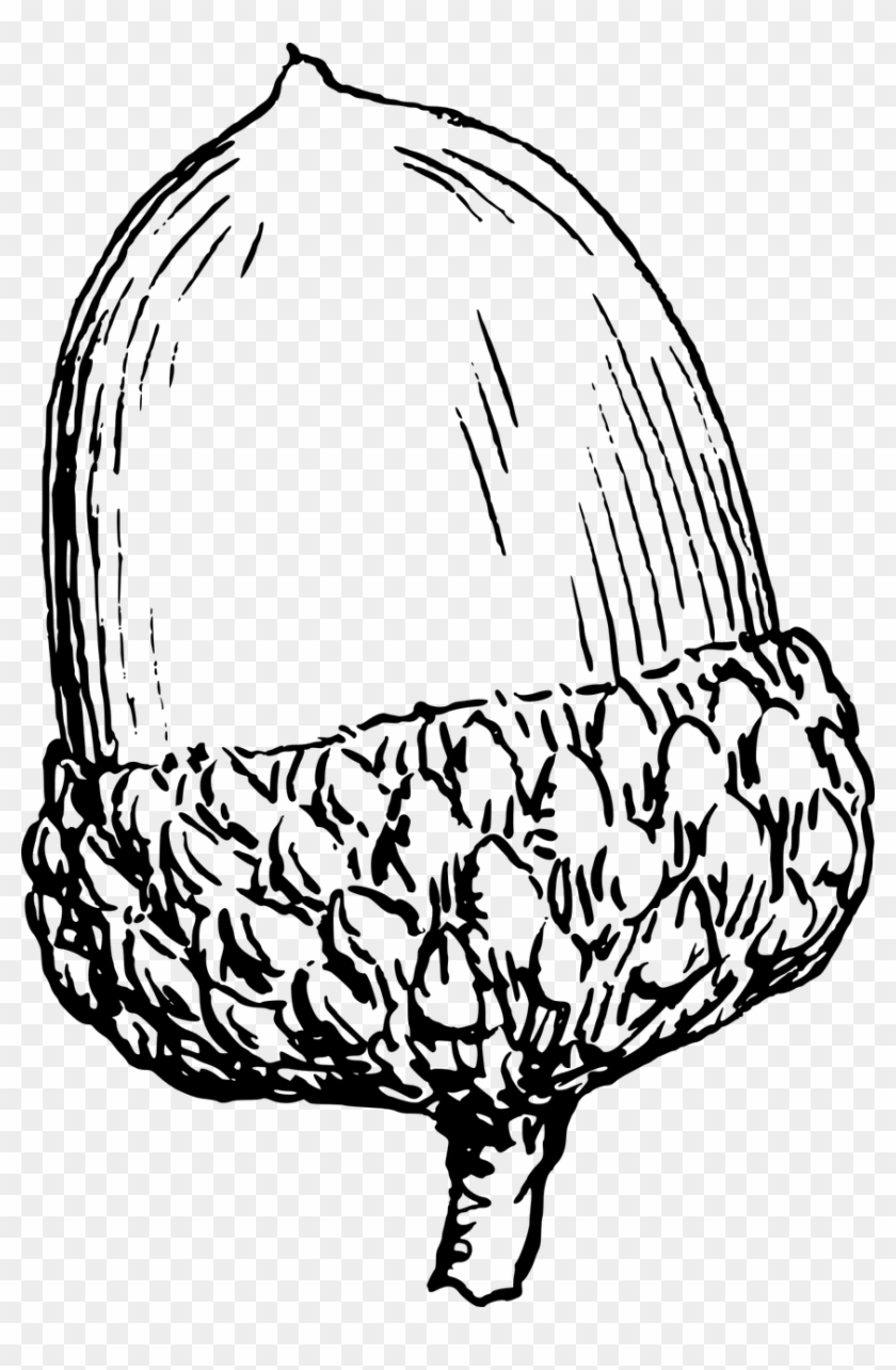 Black-and-white line drawing of an acorn with detailed cap and smooth nut.