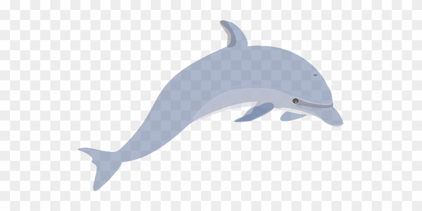 Dolphin Illustration - Free PNG Clipart for Marine Themes