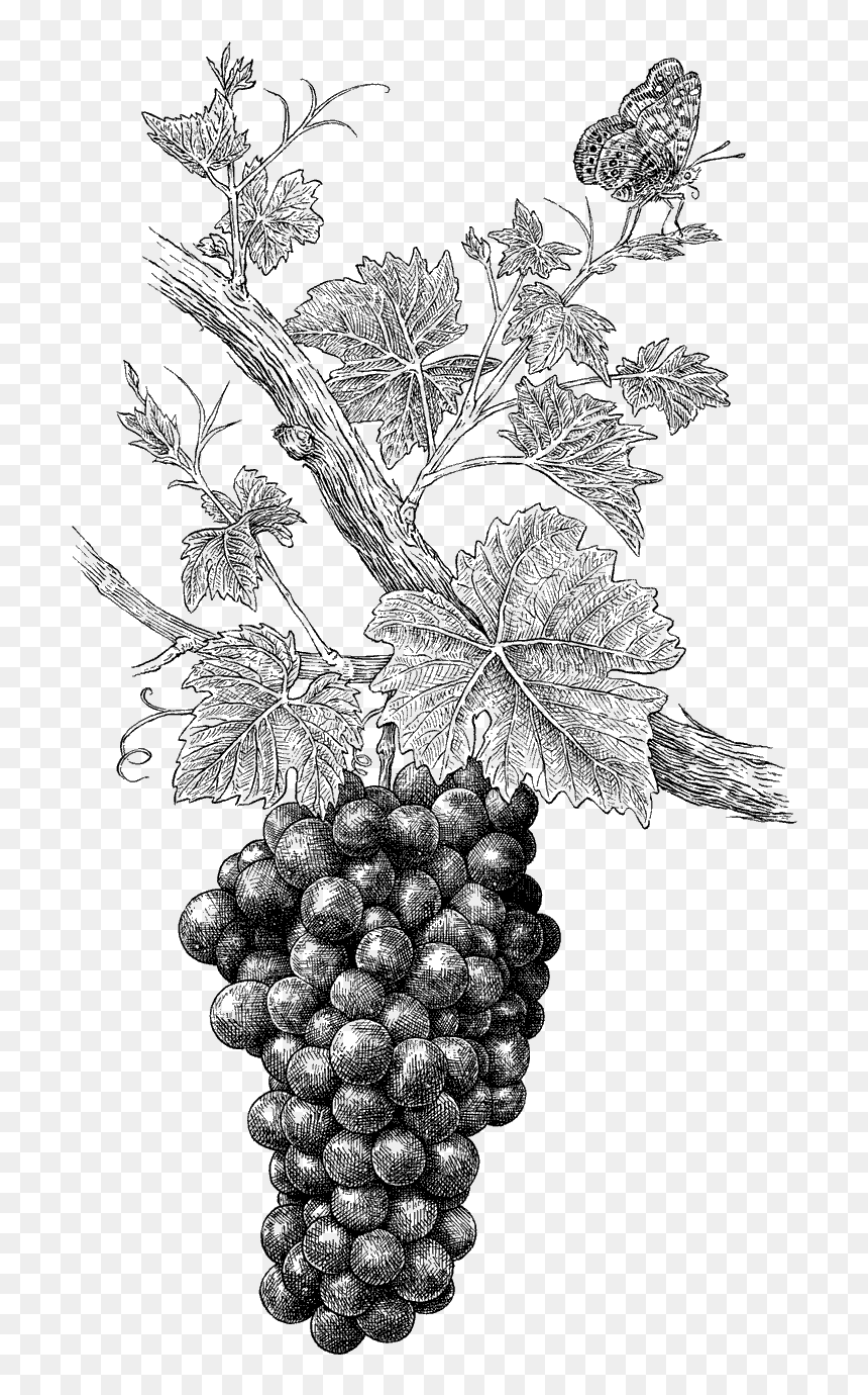 grapes black and white - Clip Art Library