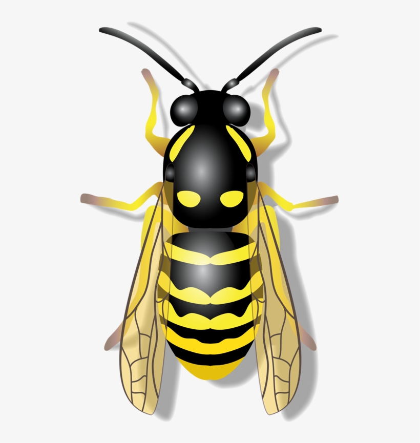 Illustration of a yellow and black wasp with transparent wings, large compound eyes, and antennae, viewed from above.