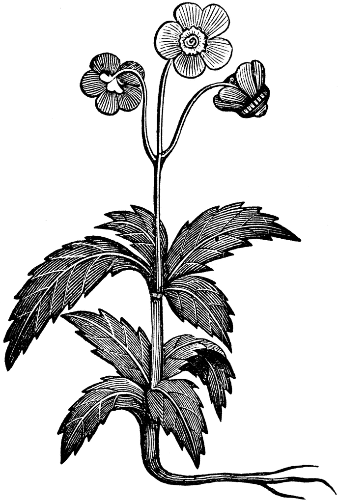 Anemone nemorosa - Wood Anemone Botanical Illustration | Historical Plant Drawing