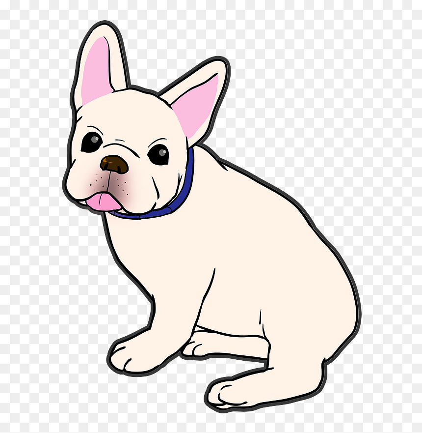 Cute cream-colored French Bulldog puppy sitting with pink ears, tongue out, wearing a blue collar.