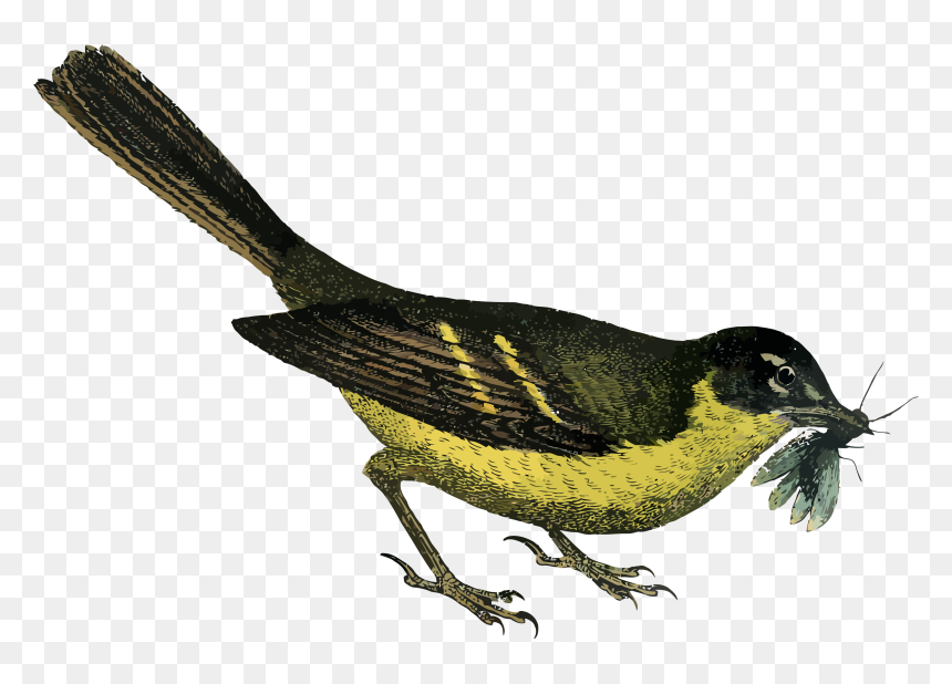 Yellow-Bellied Bird with Insect - Vintage Scientific Illustration