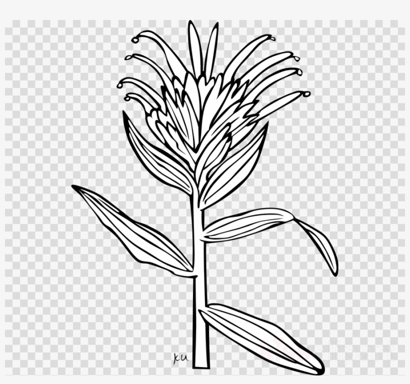 Black-and-white line drawing of a flowering plant with elongated leaves and feathery, spiky blossoms on a transparent background.