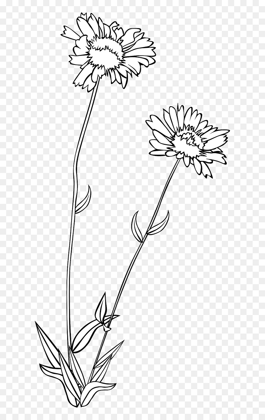 Black-and-white line drawing of two daisy-like flowers with slender stems and leaves on transparent background.