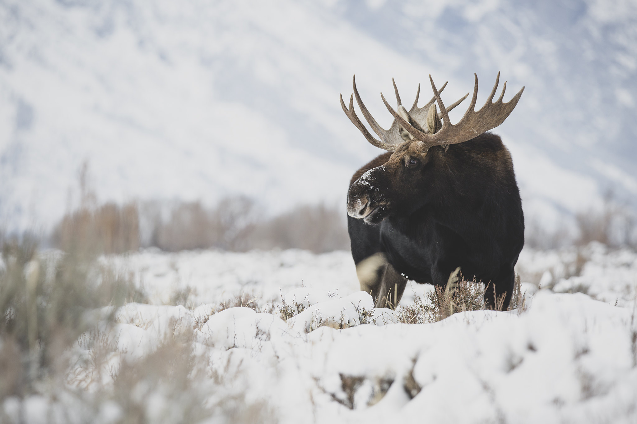 Alaska Moose Stock Illustrations, Cliparts and Royalty Free Alaska ...