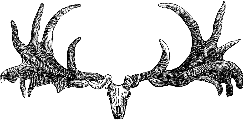 Vintage black-and-white illustration of a deer skull with large, palmate antlers, rendered in fine-line engraving style.