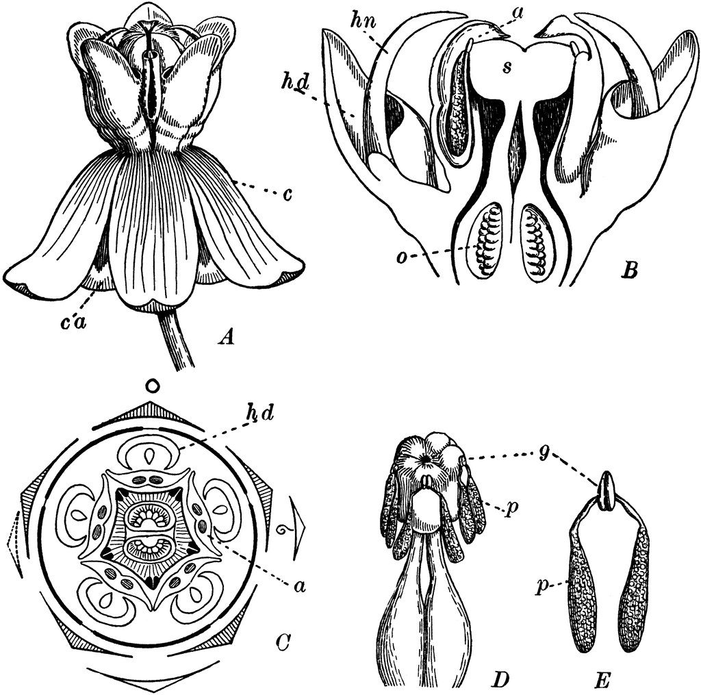Botanical illustration of a flower’s external view (A), longitudinal section (B), cross-section (C), stigma and style (D), and anthers (E) with labeled parts.