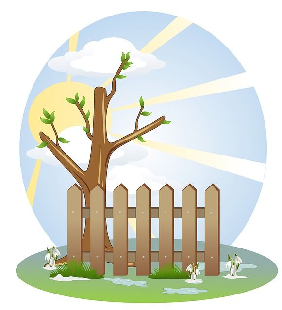 A budding tree behind a wooden fence with snowdrops blooming in spring sunlight.
