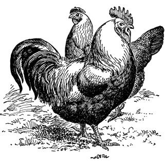 Black-and-white line drawing of a rooster and hen standing on grassy ground, detailed feather texture and comb.