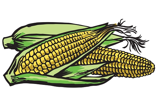 Fresh Corn Ears - Vibrant Illustration for Recipes & Farm Content