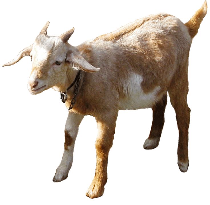 Light brown and white young goat with small horns, wearing a chain collar, standing alert against white background.