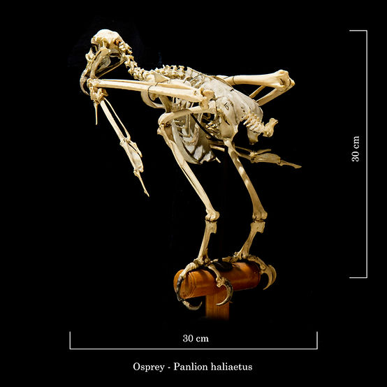 Free Osprey Skeleton Cliparts, Download Free Osprey Skeleton - Clip Art ...