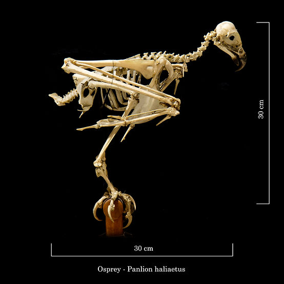 Free Osprey Skeleton Cliparts, Download Free Osprey Skeleton - Clip Art ...