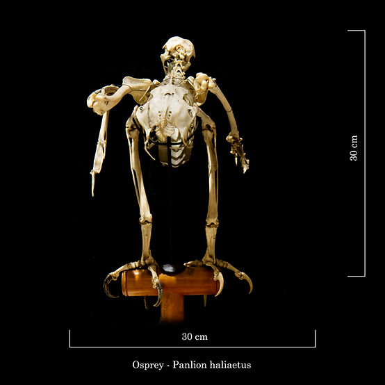 Osprey Skeleton Specimen - Pandion haliaetus Anatomy Display