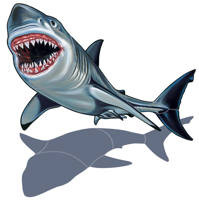 A menacing great white shark with open jaws, sharp teeth, and a shadow below, illustrated in vivid detail.